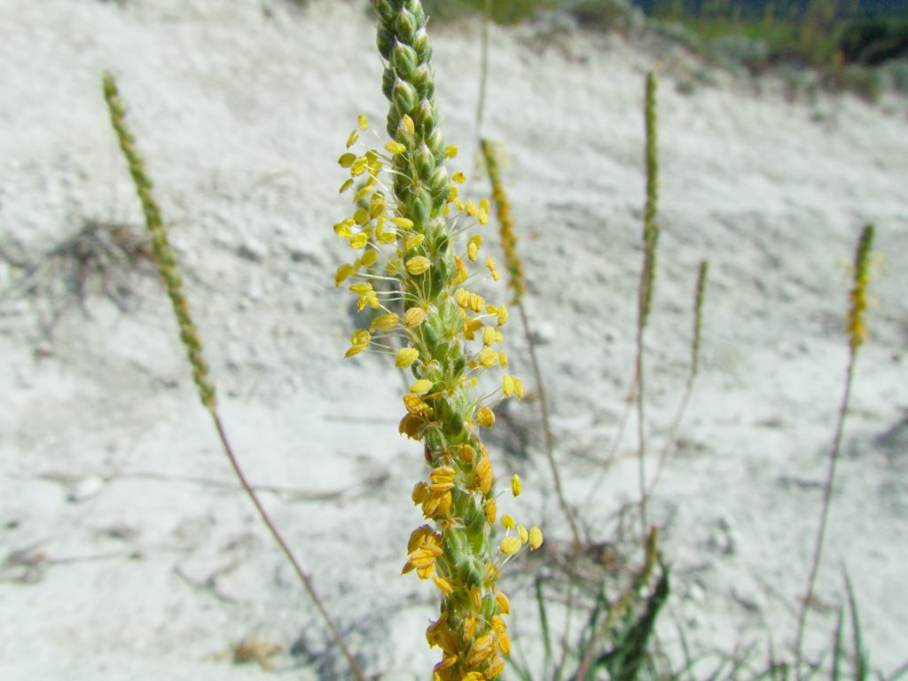 Plantago maritima subsp. ciliata Printz